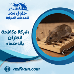 شركة مكافحة الفئران بالاحساء