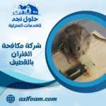 شركة مكافحة الفئران بالقطيف