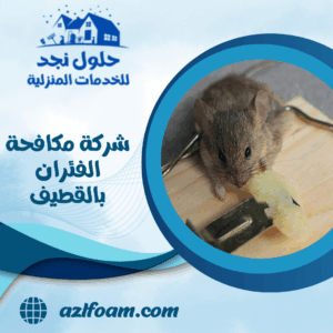 شركة مكافحة الفئران بالقطيف
