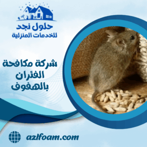 شركة مكافحة الفئران بالهفوف