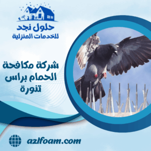 شركة مكافحة الحمام براس تنورة شركة مكافحة الحمام براس تنورة