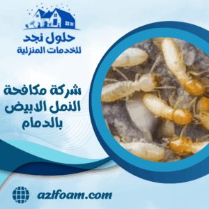 شركة مكافحة النمل الابيض بالدمام شركة مكافحة النمل الابيض بالدمام